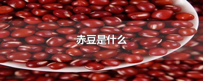 赤豆是什么