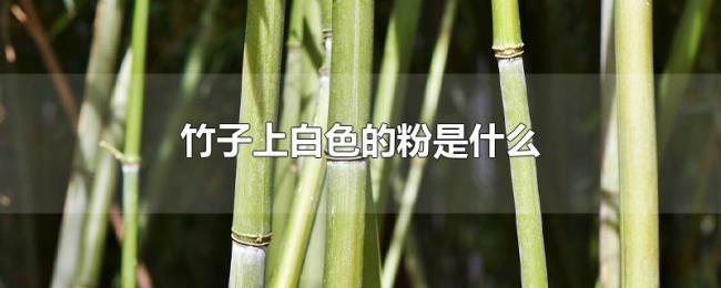 竹子上白色的粉是什么 竹子上白色的粉是什么