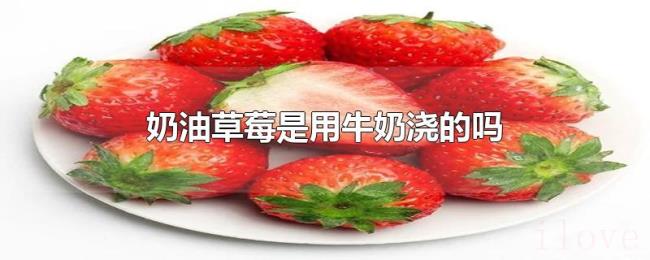 奶油草莓是用牛奶浇的吗 奶油草莓是用牛奶浇的吗