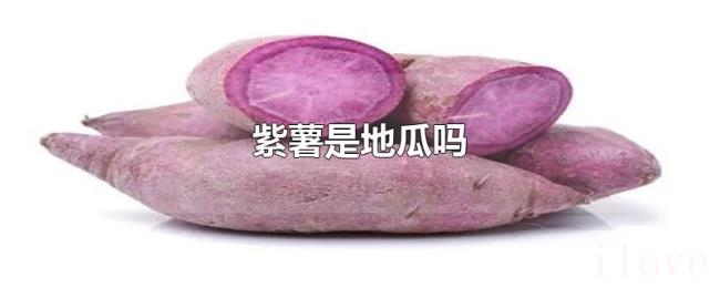 紫薯是地瓜吗