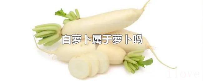 白萝卜属于萝卜吗 白萝卜属于萝卜吗