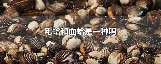 毛蛤和血蛤是一种吗 毛蛤和血蛤是一种吗