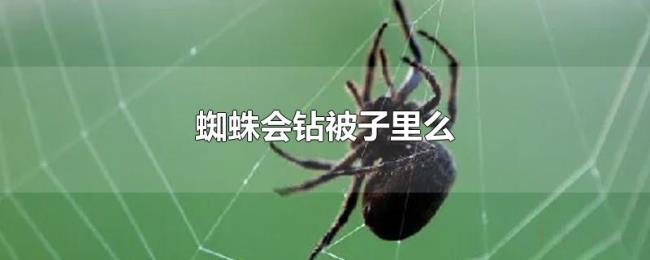 蜘蛛会钻被子里么 蜘蛛会钻被子里么