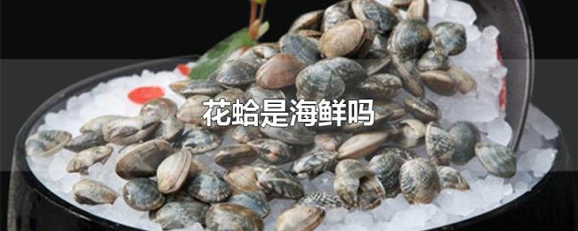 花蛤是海鲜吗 花蛤是海鲜吗
