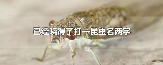 已经晓得了打一昆虫名两字
