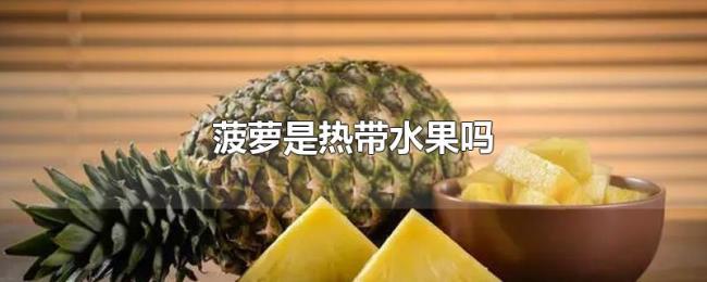 菠萝是热带水果吗