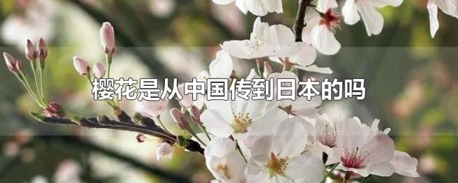 樱花是从中国传到日本的吗