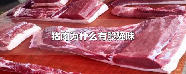 猪肉为什么有股骚味 猪肉为什么有股骚味