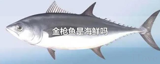金枪鱼是海鲜吗 金枪鱼是海鲜吗