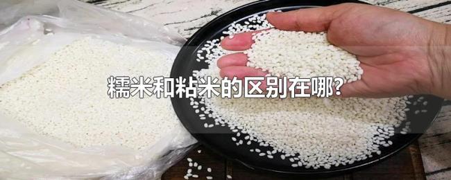 糯米和粘米的区别在哪?