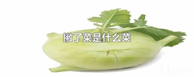 撇了菜是什么菜 撇了菜是什么菜
