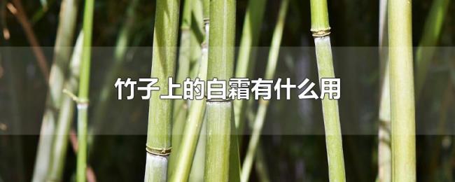 竹子上的白霜有什么用