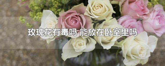 玫瑰花有毒吗（能放在卧室里吗）