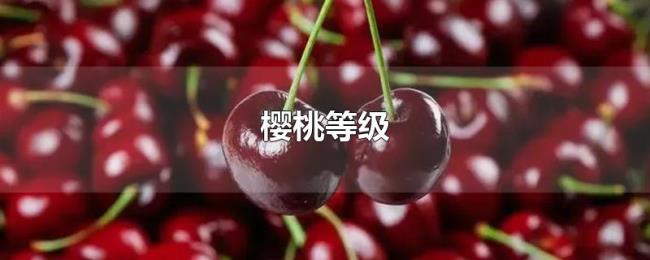 樱桃等级