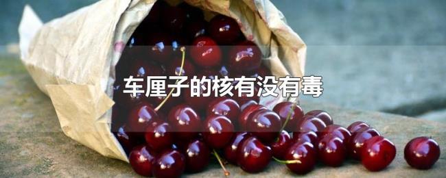 车厘子的核有没有毒 车厘子的核有没有毒