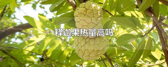 释迦果热量高吗