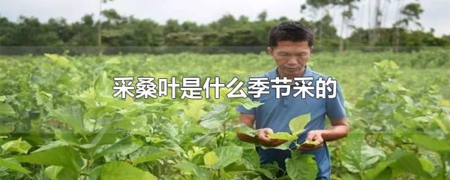 采桑叶是什么季节采的 采桑叶是什么季节采的
