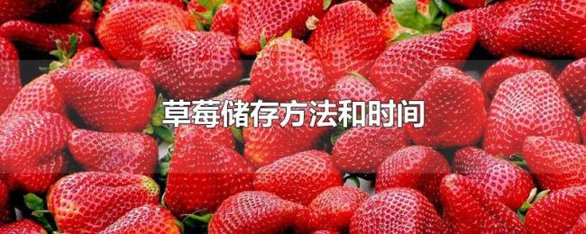 草莓储存方法和时间