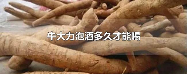 牛大力泡酒多久才能喝 牛大力泡酒多久才能喝