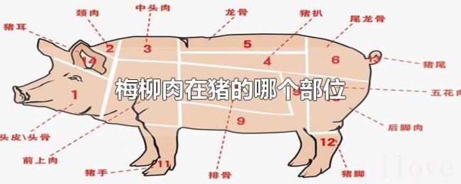 梅柳肉在猪的哪个部位 梅柳肉在猪的哪个部位