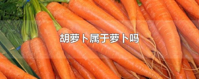 胡萝ト属于萝卜吗 胡萝ト属于萝卜吗