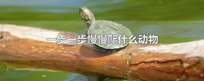 一步一步慢慢爬什么动物 一步一步慢慢爬什么动物