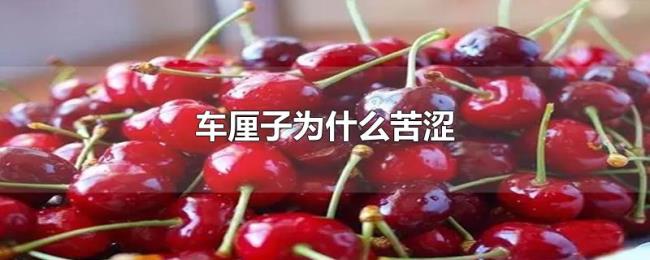 车厘子为什么苦涩
