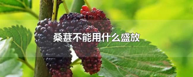 桑葚不能用什么盛放 桑葚不能用什么盛放