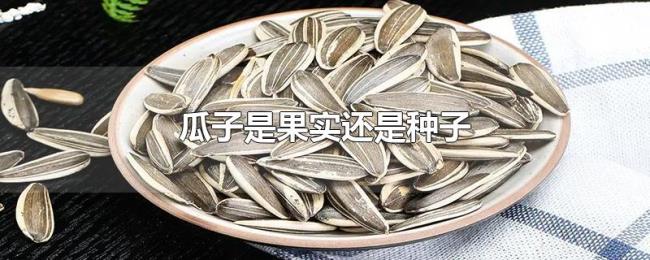 瓜子是果实还是种子 瓜子是果实还是种子