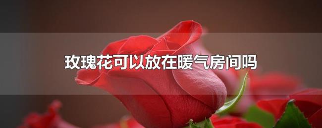 玫瑰花可以放在暖气房间吗
