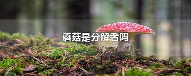 蘑菇是分解者吗