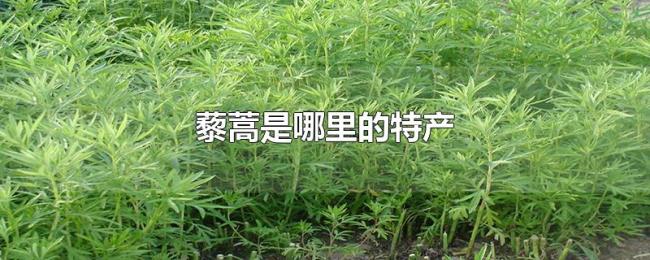 藜蒿是哪里的特产