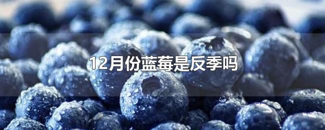 12月份蓝莓是反季吗