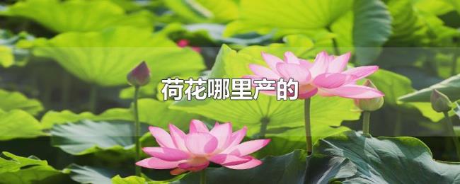 荷花哪里产的 荷花哪里产的