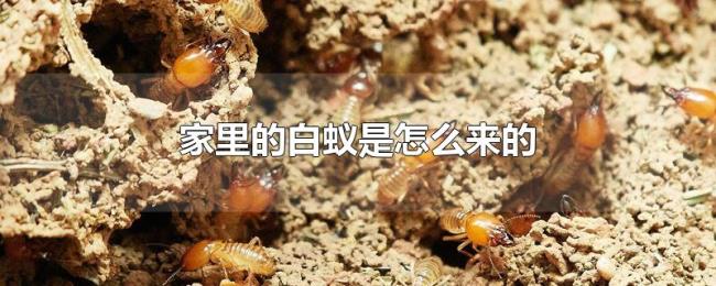 家里的白蚁是怎么来的 家里的白蚁是怎么来的
