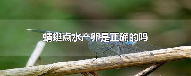 蜻蜓点水产卵是正确的吗