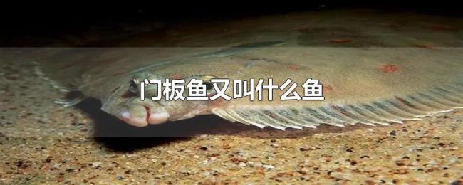 门板鱼又叫什么鱼 门板鱼又叫什么鱼