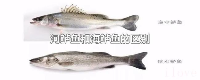 河鲈鱼和海鲈鱼的区别