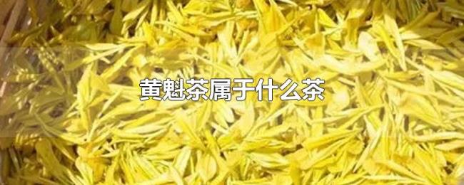 黄魁茶属于什么茶 黄魁茶属于什么茶