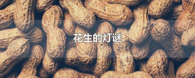 花生的灯谜