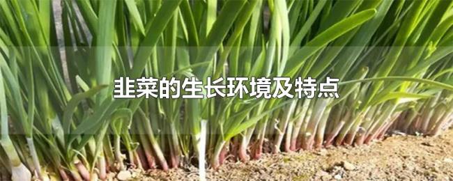 韭菜的生长环境及特点 韭菜的生长环境及特点