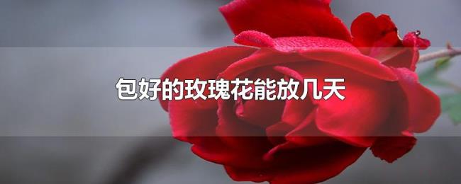 包好的玫瑰花能放几天