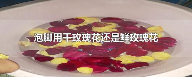 泡脚用干玫瑰花还是鲜玫瑰花 泡脚用干玫瑰花还是鲜玫瑰花