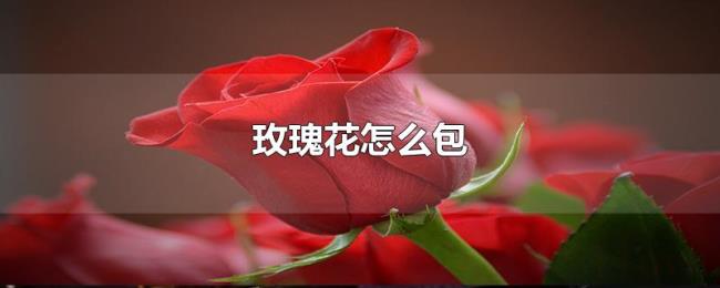玫瑰花怎么包 玫瑰花怎么包