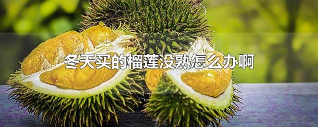 冬天买的榴莲没熟怎么办啊 冬天买的榴莲没熟怎么办啊