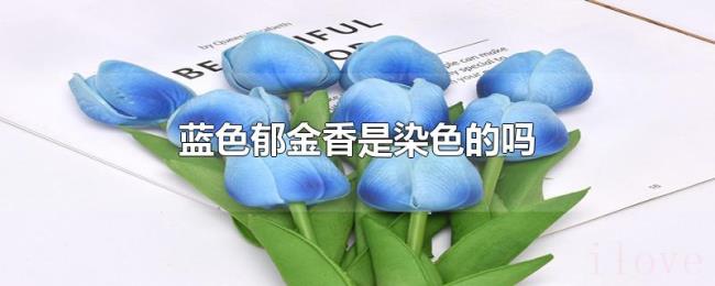 蓝色郁金香是染色的吗