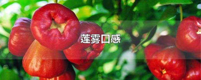 莲雾口感 莲雾口感