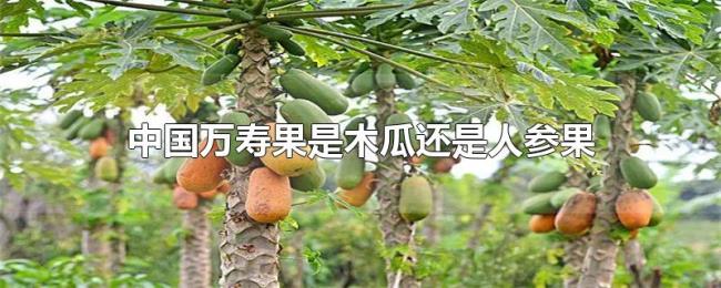 中国万寿果是木瓜还是人参果