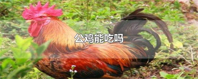 公鸡能吃吗 公鸡能吃吗