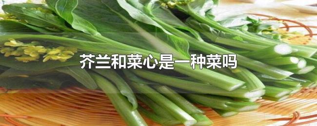 芥兰和菜心是一种菜吗 芥兰和菜心是一种菜吗